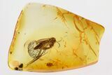 Fossil Fungus Gnat and Springtail In Baltic Amber #315337-1